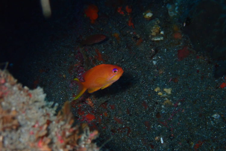 スキューバダイビング　海　赤い魚