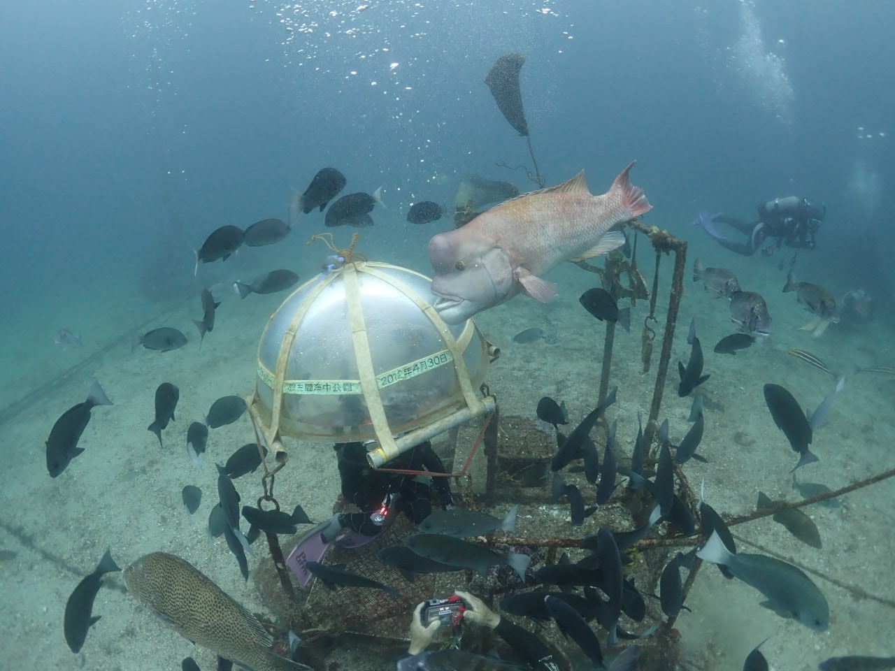 波左間海中公園ってどんなとこ～高根（後半）～ - 東京都世田谷の